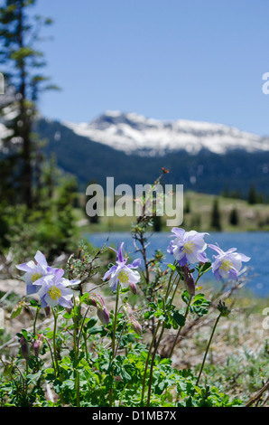 Camping Lac Molas haut au-dessus de la ville de Silverton Colorado dans les montagnes de San Juan Banque D'Images