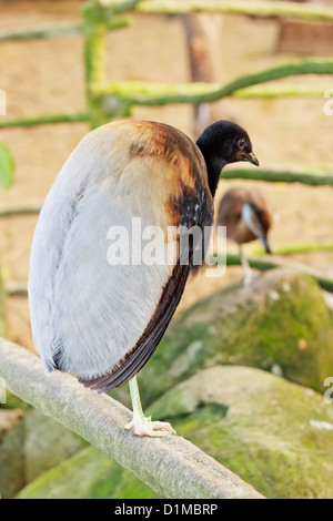 Grey-winged Trumpeter (Psophia crepitans), Randers Regnskov Zoo, Randers, Danemark Banque D'Images