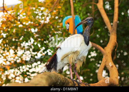 Ibis sacré (Threskiornis africains aethiopicus), Randers Regnskov Zoo, Randers, Danemark Banque D'Images