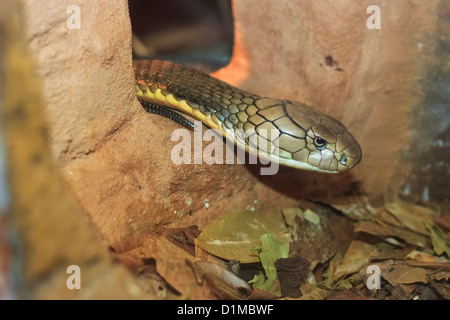 Cobra Royal (Ophiophagus hannah), Randers Regnskov Zoo, Randers, Danemark Banque D'Images