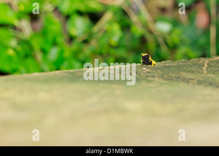 À bandes jaunes Poison Dart Frog à tête jaune ( poison dart frog, grenouille poison bumblebe) (Dendrobates leucomelas) Zoo Randers Banque D'Images