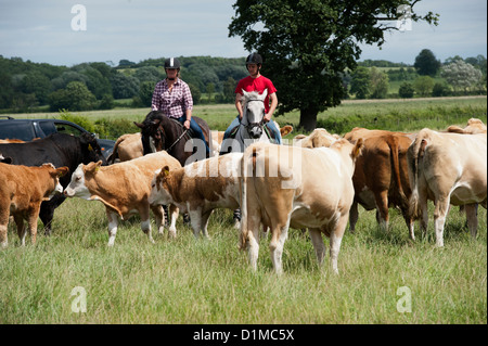 Rassembler le bétail à cheval dans les plaines du pâturage. UK. Banque D'Images
