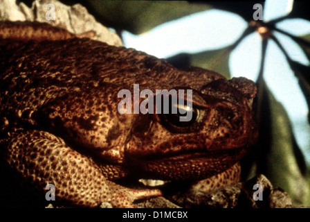 Les grenouilles - Killer Aus dem Sumpf Grenouilles Eigentlich sehen die ganz Froesche harmlos aus, ploetzlich sind Sie doch und ueberall Banque D'Images