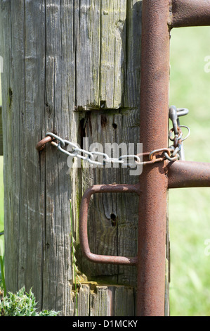 Fixation de la chaîne sur un champ de ferme la porte. Banque D'Images