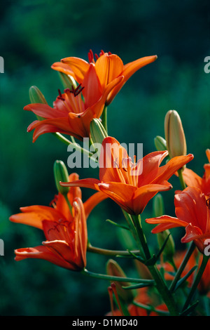 LYS ORANGE Banque D'Images