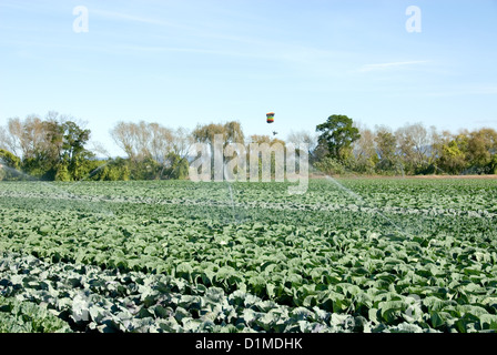 Choux pousse dans un jardin irrigué Banque D'Images