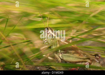 Two-Striped (sauterelle Melanoplus bivittatus) dans l'herbe Banque D'Images