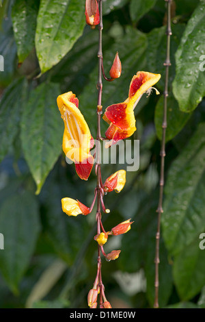 Réveil Vine : Thurnbergia mysorensis Banque D'Images