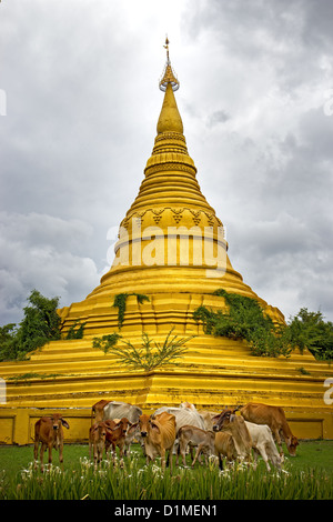 Bétail au pâturage avant le Chedi Banque D'Images