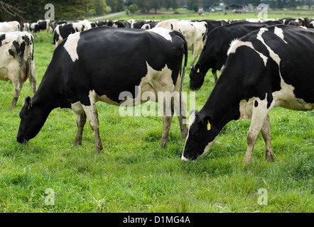 Les vaches Holstein qui paissent dans un champ verdoyant, près de Moss Vale, New South Wales, Australie Banque D'Images