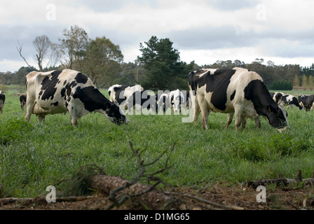 Le pâturage des vaches Frisonnes dans un domaine verdoyant, près de Moss Vale, New South Wales, Australie Banque D'Images