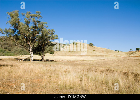 Une scène rurale, près de Mudgee, New South Wales, Australie Banque D'Images