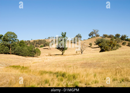 Une scène rurale, près de Mudgee, New South Wales, Australie Banque D'Images