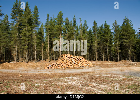 Grumes fraîchement coupé dans une forêt de pins, empilées à la Banque D'Images