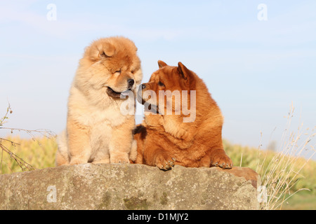 Dog chow chow chow-chow adulte et chiot rouge sur un rocher cuddly Banque D'Images