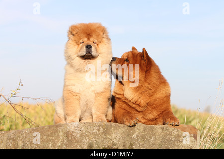 Dog chow chow chow-chow adulte et chiot rouge sur un rocher cuddly Banque D'Images