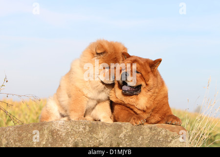 Dog chow chow chow-chow adulte et chiot rouge sur un rocher cuddly Banque D'Images