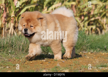 Dog chow chow chow-chow puppy rouge crème walking Banque D'Images