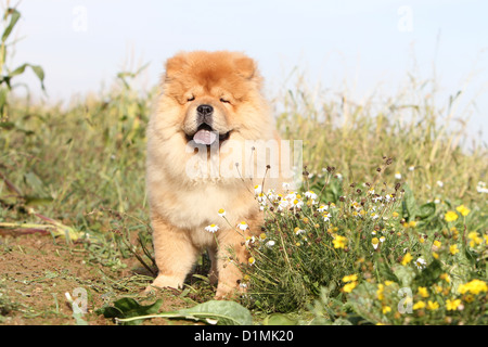 Dog chow chow chow-chow puppy rouge crème assis dans un champ Banque D'Images