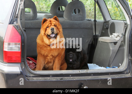 Dog chow chow chow-chow deux adultes rouge et noir dans le coffre de la voiture Banque D'Images