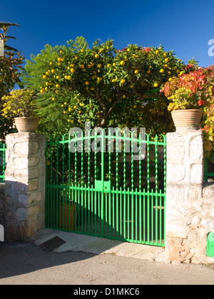 Soller, Majorque, Iles Baléares, Espagne. La fructification citronnier (Citrus limon) derrière le portail en fer vert typique. Banque D'Images