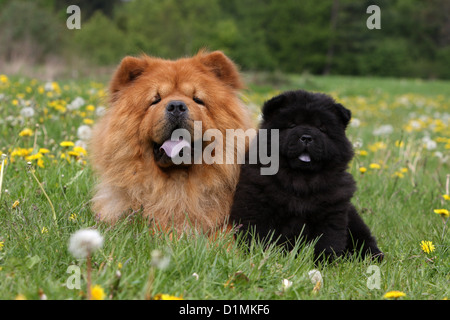 Dog chow chow chow-chow adulte et chiot (rouge et noir) dans un pré Banque D'Images