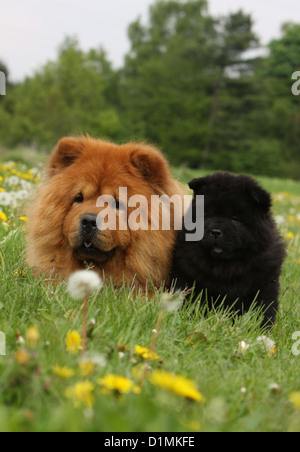 Dog chow chow chow-chow adulte et chiot (rouge et noir) dans un pré Banque D'Images