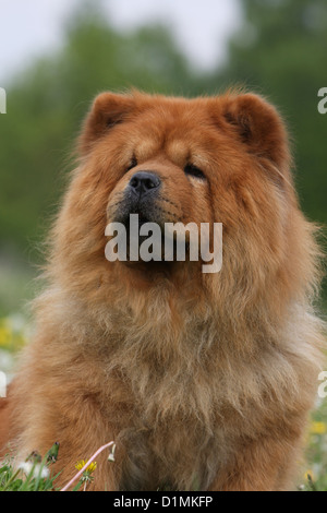 Dog chow chow chow-chow portrait rouge adultes Banque D'Images