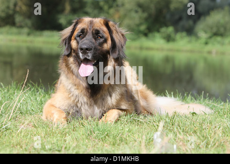 Adultes de Leonberg chien gisant au bord d'un étang Banque D'Images