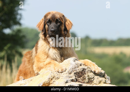 Adultes de Leonberg chien couché sur un rocher Banque D'Images