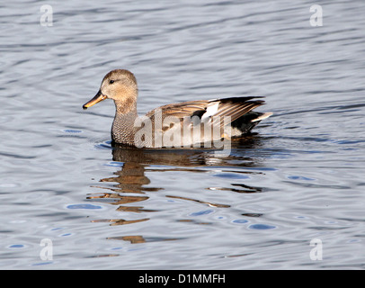 Le Canard chipeau mâle (Anas strepera) natation dans certains marais Banque D'Images