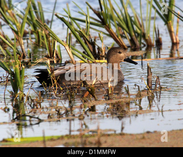 Le Canard chipeau mâle (Anas strepera) natation dans certains marais Banque D'Images