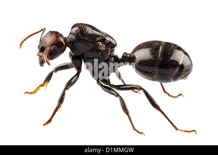 Jardin noir les espèces de fourmis Lasius niger Banque D'Images