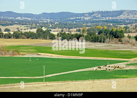 Parcelles irriguées dans une région touchée par la sécheresse de la Nouvelle Galles du Sud, Australie Banque D'Images