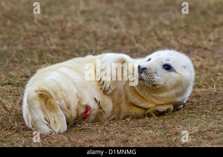 Phoque gris (Halichoerus grypus) sur la plage de Donna Nook, Lincolnshire, Angleterre Banque D'Images