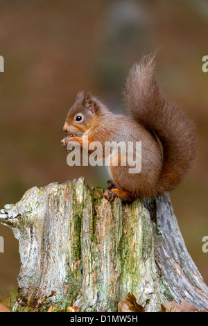 L'Écureuil roux Sciurus vulgaris, manger une noix, sur une souche d'arbre dans la forêt de Glenmore, en Écosse. Banque D'Images