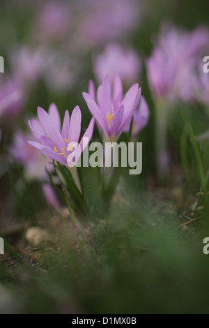 Steven's meadow-safran (Colchicum stevenii) Banque D'Images