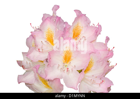 Rose pâle et jaune fleurs rhododendrons Banque D'Images