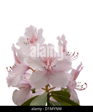 Blanc avec des taches rouge Rhododendron Banque D'Images