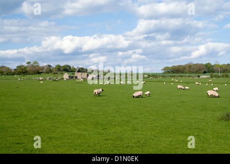 Moutons dans le champ llantwit major Vale of Glamorgan wales uk Banque D'Images