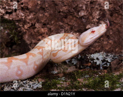 Boa albinos (Boa constrictor imperator morph) Banque D'Images