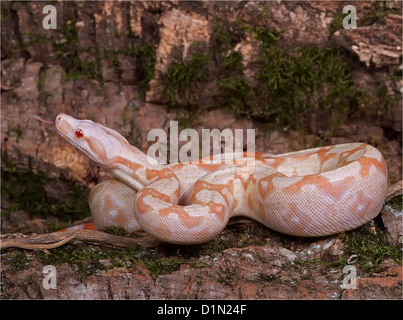 Boa albinos (Boa constrictor imperator morph) Banque D'Images