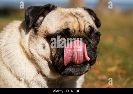 Un animal de couleur fauve chien pug léchant ses côtelettes. Banque D'Images