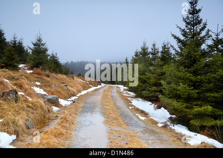 Route à travers la forêt de conifères en hiver, les montagnes du Harz Banque D'Images