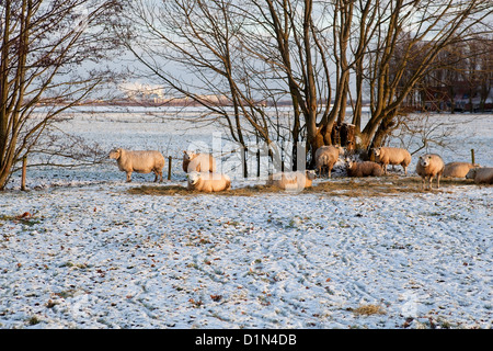 Quelques moutons néerlandais sur les pâturages de la neige Banque D'Images