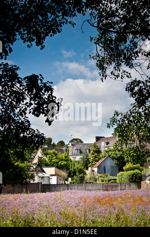 Maisons dans la ville de Guingamp en Bretagne Bretagne France, ville de l'équipe de soccer en avant, rues historiques, avec des fleurs violettes Banque D'Images