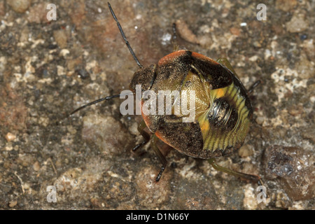 Green stink bug Chinavia hilaris (nymphe) Banque D'Images