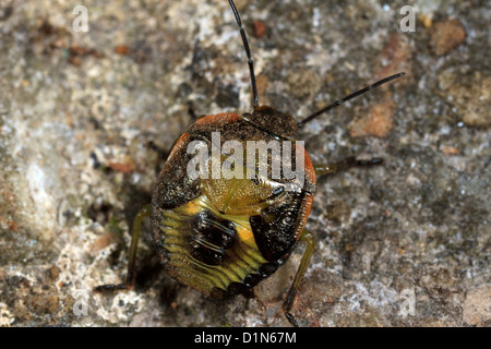 Green stink bug Chinavia hilaris (nymphe) Banque D'Images