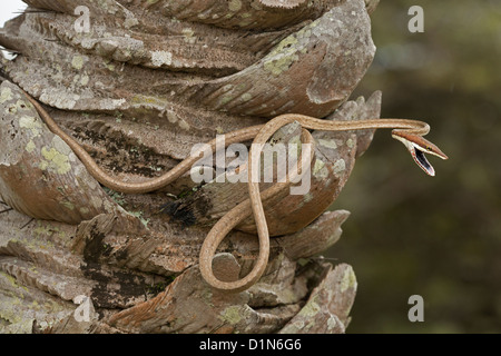 Oxybelis aeneus Serpent de vigne brun Costa Rica sur la défensive Banque D'Images