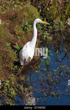 Grande Aigrette (Casmerodius albus) dans la région de Largo, Floride Banque D'Images